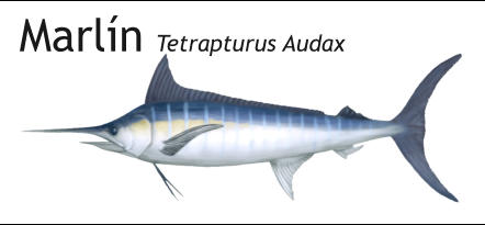 Marlín Tetrapturus Audax